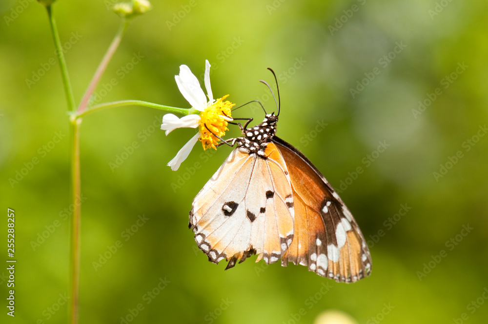 Male plain tiger butterfly feeding on flower Male plain tiger butterfly feeding on flower