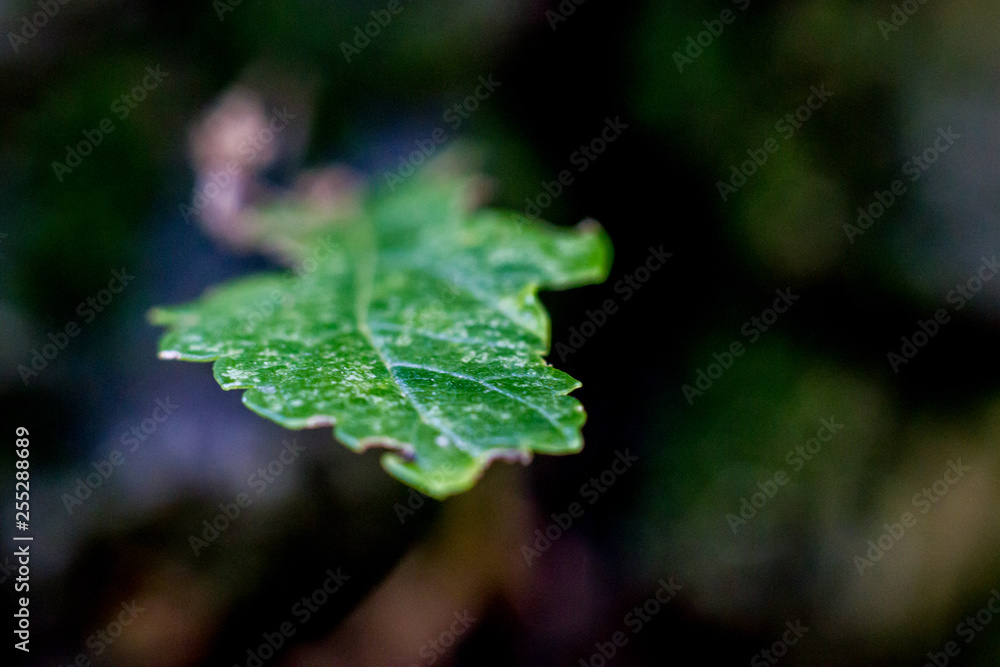 Close up of the green leaf Close up of the green leaf