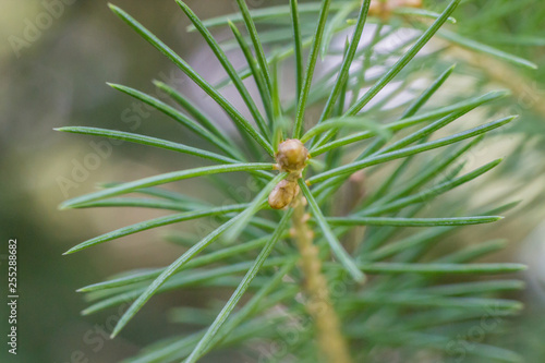 Tip of pine tree branch closeup