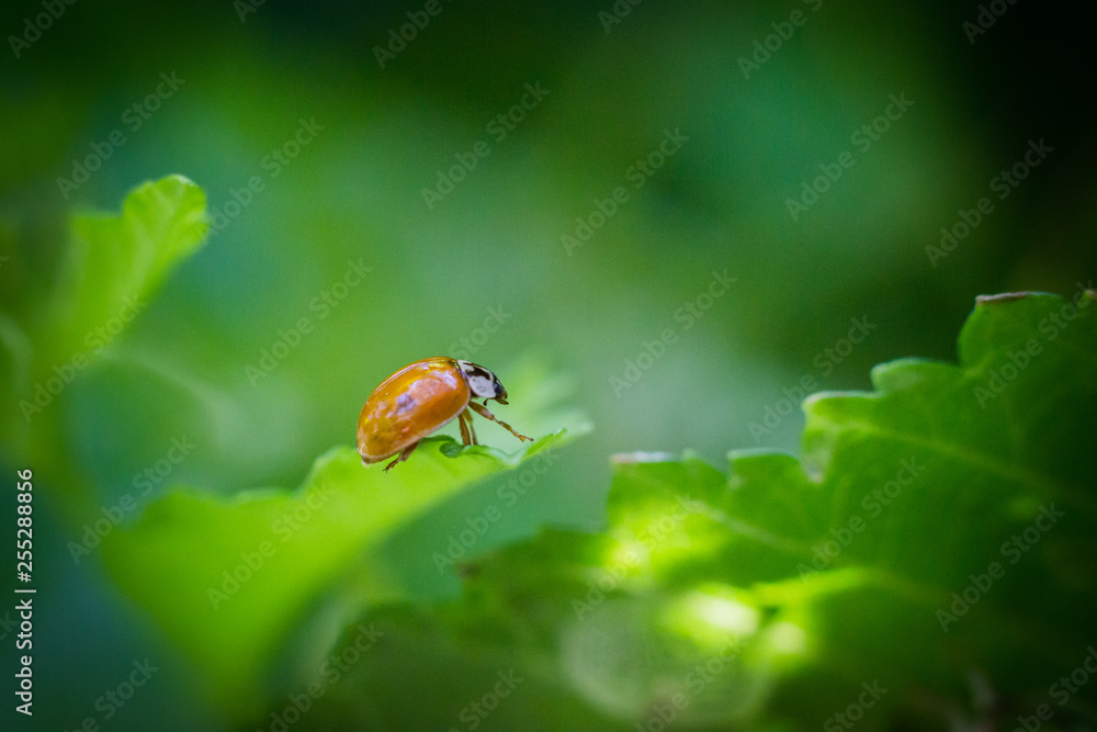 Closeup of the ladybug on the green leaf Closeup of the ladybug on the green leaf