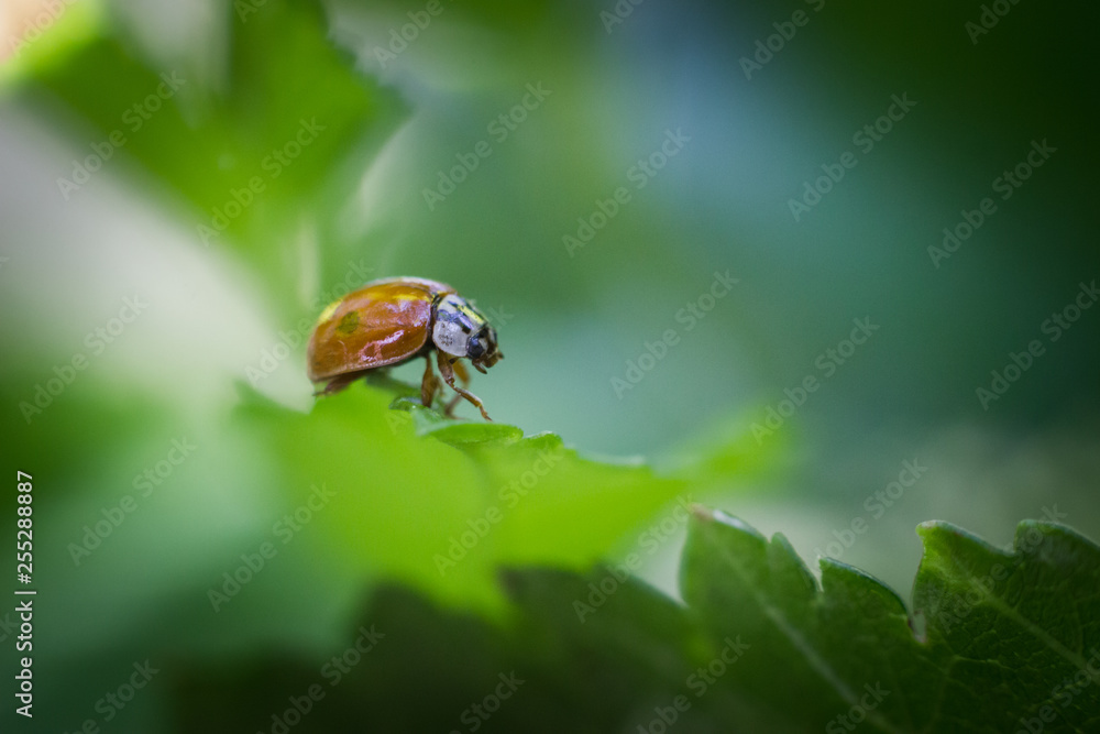 Closeup of the ladybug on the green leaf Closeup of the ladybug on the green leaf