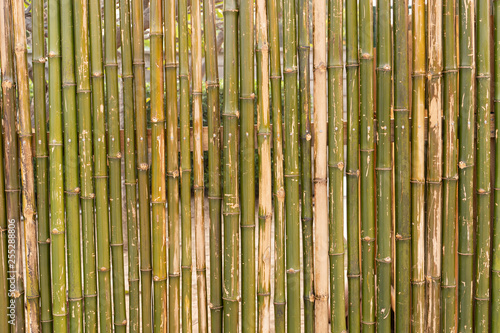 The background of the wall made of bamboo bamboo fence texture background
