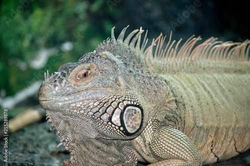 A close up of a green iguana resting
