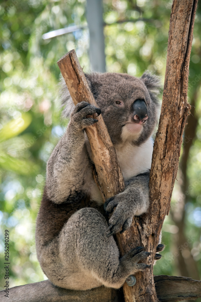Obraz premium an Australian koala in a tree