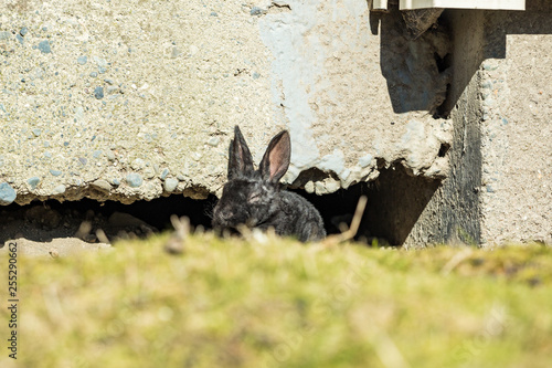 tiny cute black bunny taking a nap under the sun near cracked concrete wall near the grass field