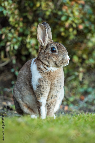 close up portrait of beautiful brown rabbit with white shoulder hair sitting on the green grass besides bushes looking on left