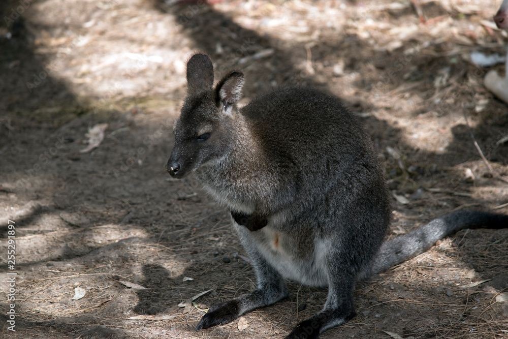 A red necked wallaby with joey in the pouch A red necked wallaby with joey in the pouch
