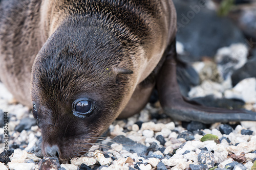 Galapagos Seal Cub 