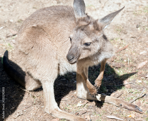 joey western grey kangaroo