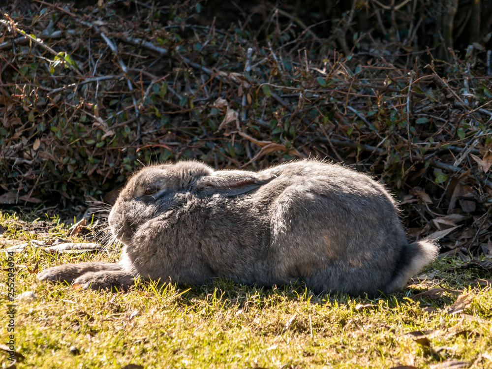 cute grey rabbit taking a nap on green grass field beside bushes on a sunny day cute grey rabbit taking a nap on green grass field beside bushes on a sunny day