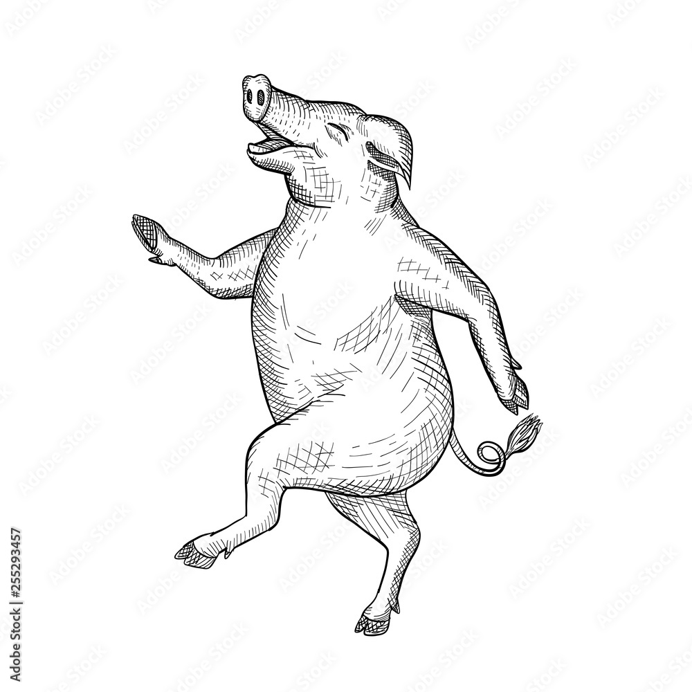 Drawing sketch style illustration of a happy and jolly pig, hog or boar dancing, walking or taking a stride viewed from side on isolated white background in black and white. Drawing sketch style illustration of a happy and jolly pig, hog or boar dancing, walking or taking a stride viewed from side on isolated white background in black and white.