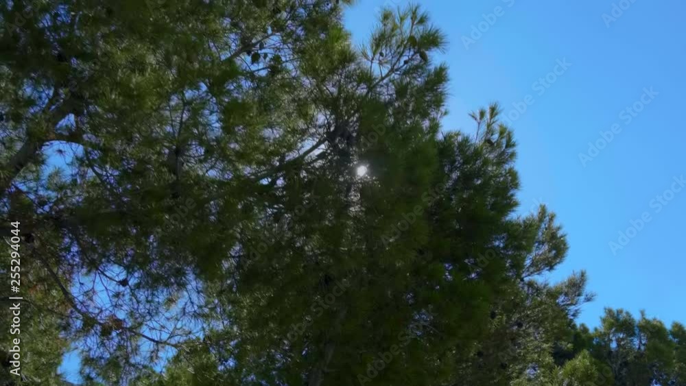 Through the dense green needles of the pine tree the sun shines bright rays and forms beautiful flares in the camera lens. Shot in motion Through the dense green needles of the pine tree the sun shines bright rays and forms beautiful flares in the camera lens. Shot in motion