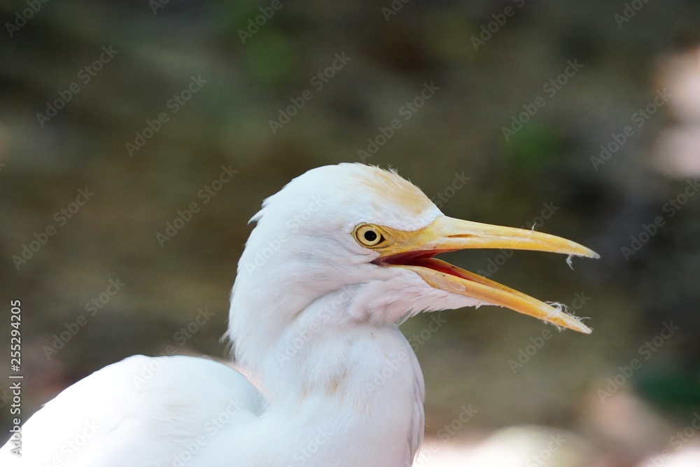 Smiling egret horizontal wildlife nature portrait Smiling egret horizontal wildlife nature portrait