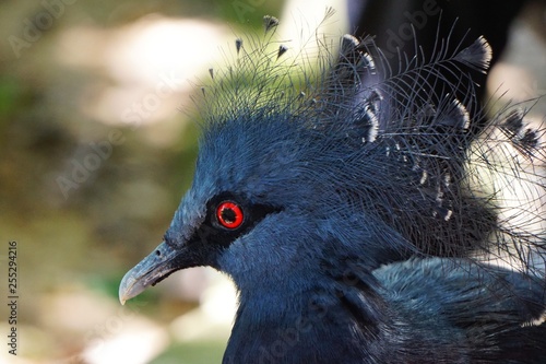 Tropical crested blue bird with red eye nature closeup portrait