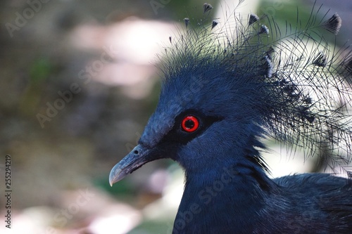 Side view portrait of exotic blue tropical bird with red eye and feather crest