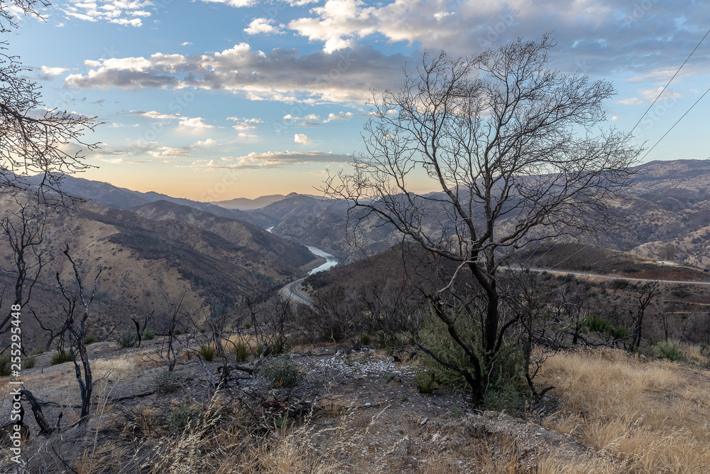 tree in the mountains