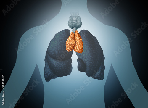 Thymus Human Organ photo