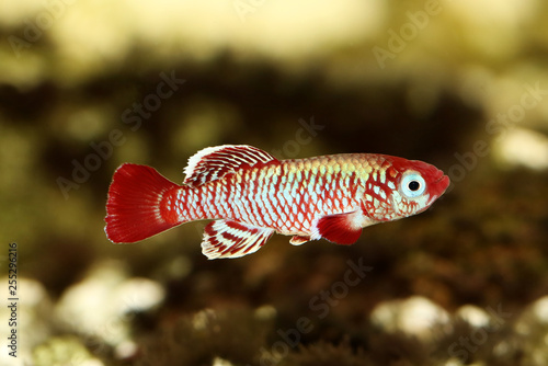 Red eggersi Killifish Killi aquarium fish Nothobranchius eggersi photo