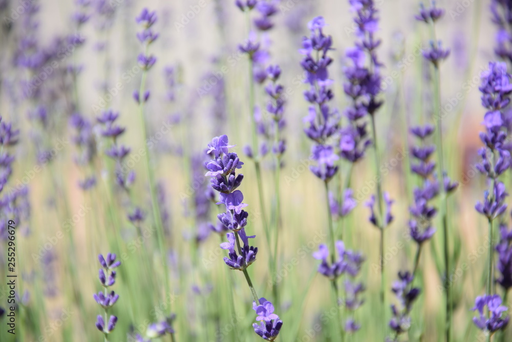 Obraz premium Lavender field