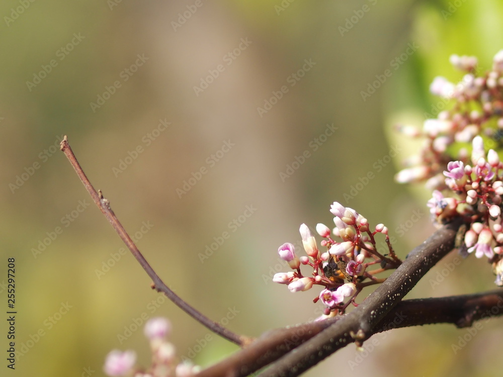 pink flower Averrhoa carambola star fruit Magnoliophyta