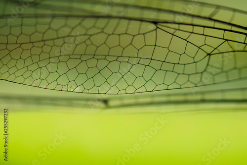 Detail of a dragonfly wing