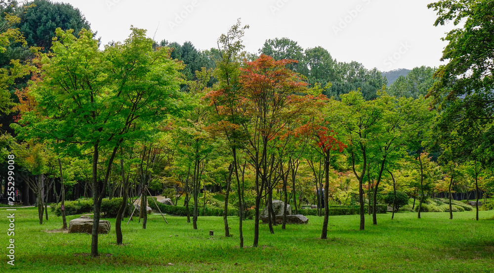 Naklejka premium Maple leaves in autumn
