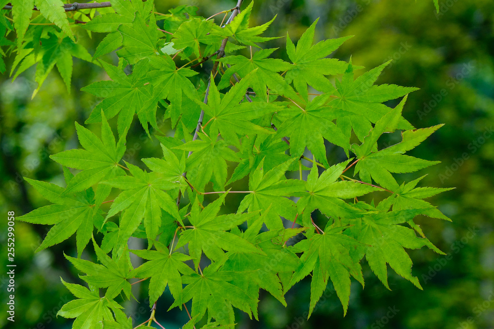 Green trees in the park at Namiseom Green trees in the park at Namiseom