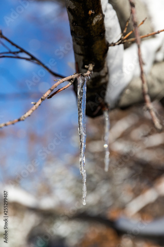 Icicle hanging from a tree branch against a beautiful blue sky