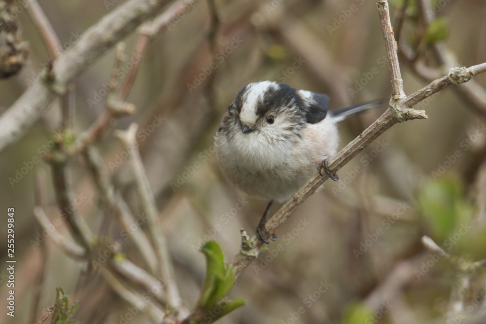 A stunning Long-tailed Tit (Aegithalos caudatus) perched on a branch of a tree.