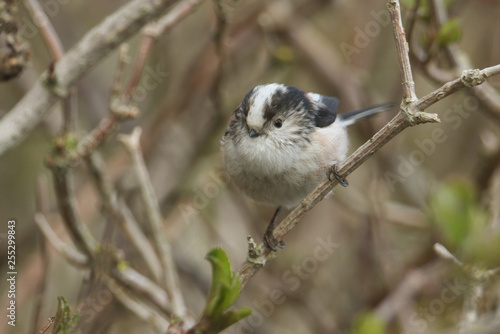 Obraz na płótnie A stunning Long-tailed Tit (Aegithalos caudatus) perched on a branch of a tree. w salonie