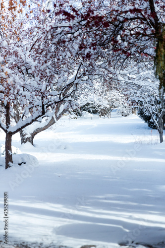 Snow covered avenue through bare trees in a park © ecummings00