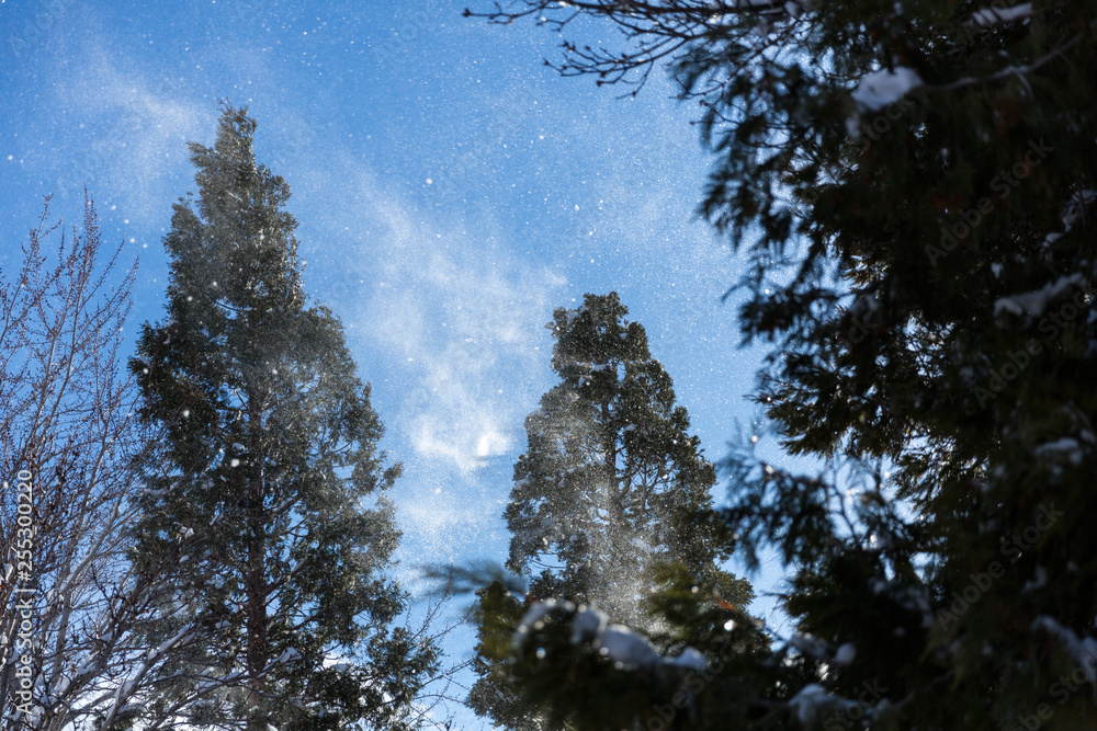 Tall trees with snow blowing through against a blue sky with wispy clouds