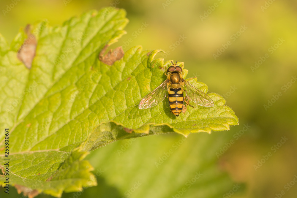 Hoverfly Resting on a Green Leaf.
