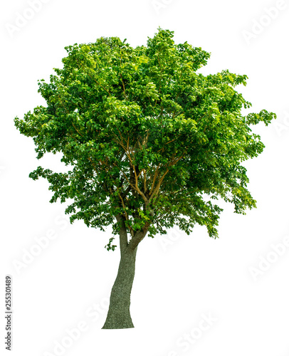 The tree is completely separated from the background  scientific name. Sindora siamensis 