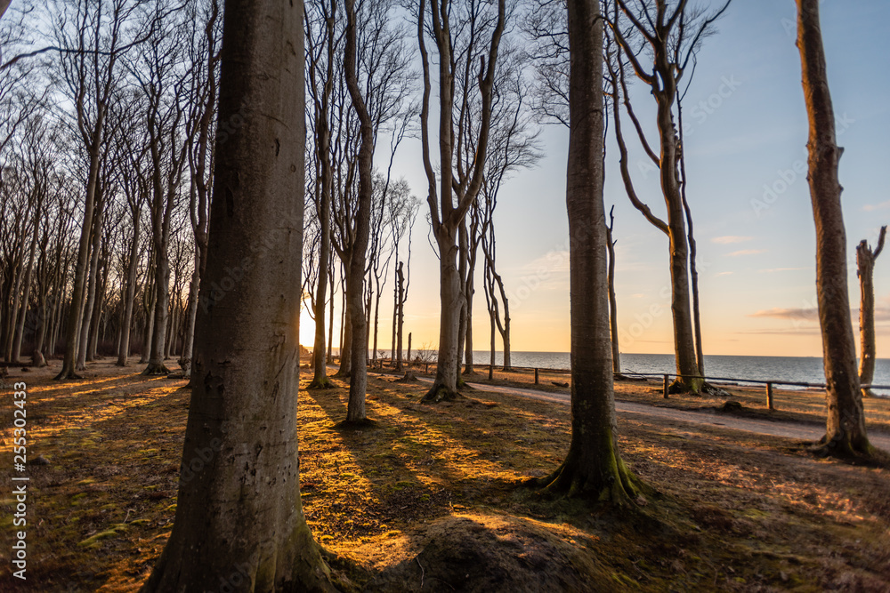 Fototapeta premium sunset in forest
