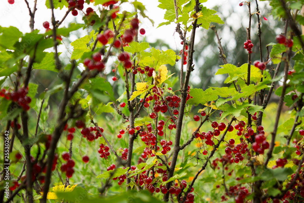 Fototapeta premium Ripe red currant grows on the branches of a Bush, useful berries, background