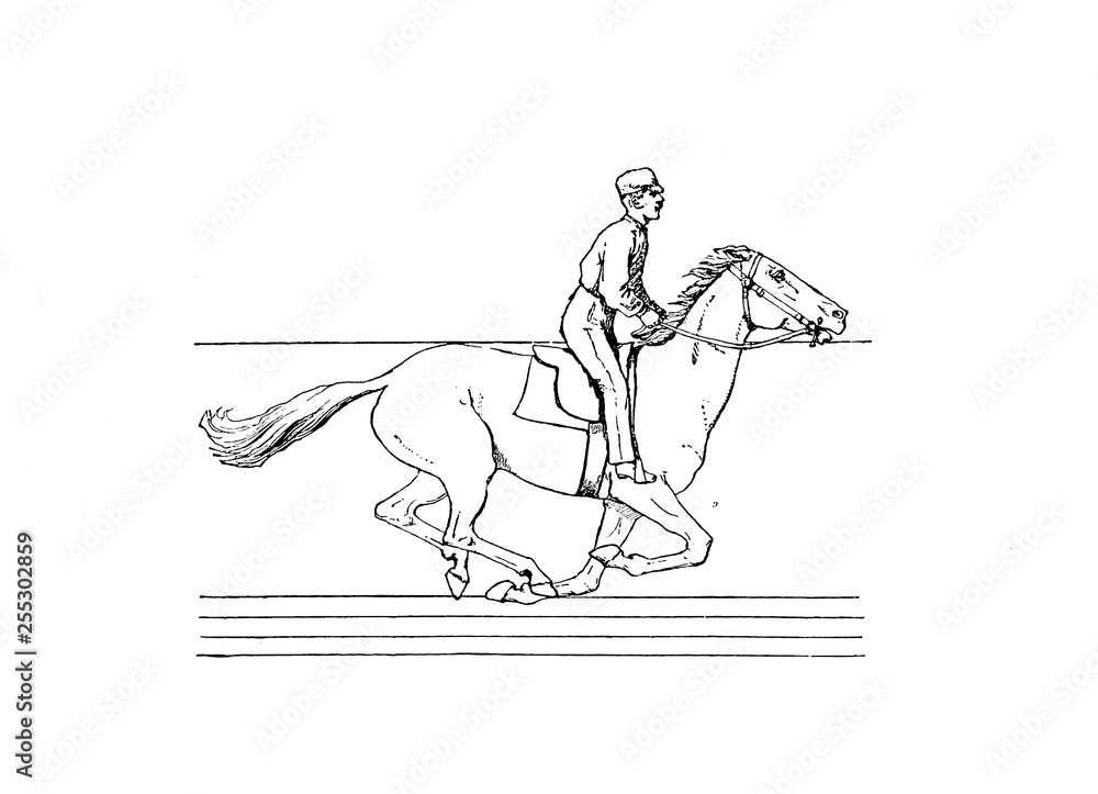 Horse Horse