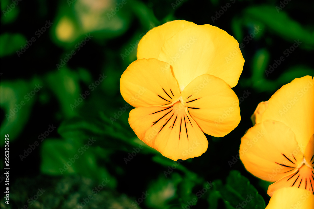 Fototapeta premium Beautiful Flower in Thailand Arboretum