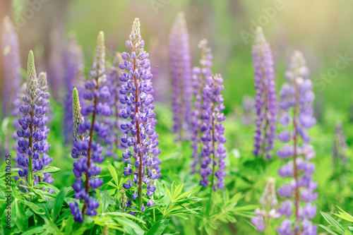 purple lupins in nature 