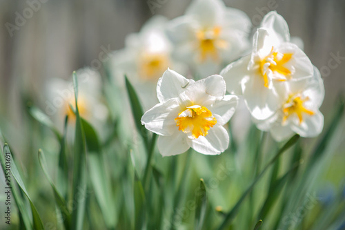 white daffodils on the garden