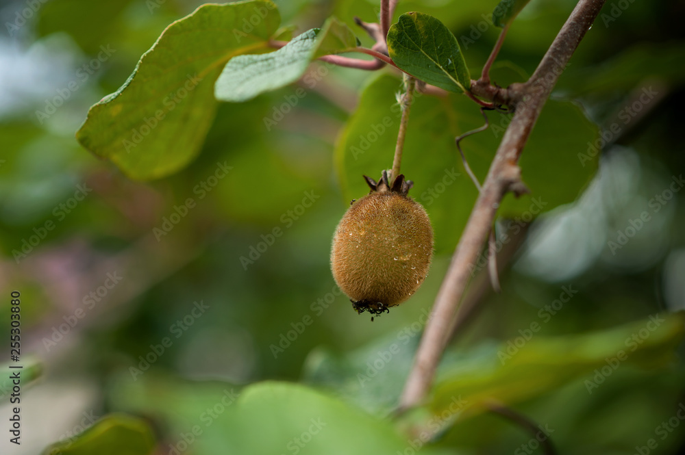 Kiwi hangs on a tree Kiwi hangs on a tree
