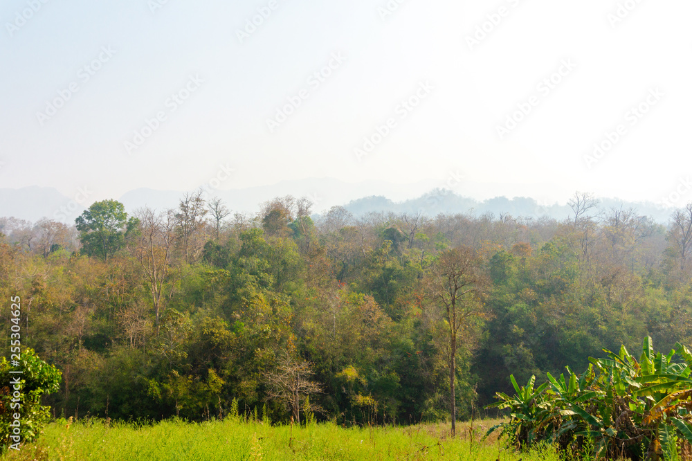 trees in forest landscape and mountains view with haze at summer of Thailand trees in forest landscape and mountains view with haze at summer of Thailand