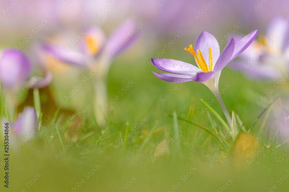 Krokus blüht auf grüner Wiese. Violetter Krokus im Frühling. Blühende Krokusse. Frühlingsblumen. Pinker Krokus. Krokus blüht auf grüner Wiese. Violetter Krokus im Frühling. Blühende Krokusse. Frühlingsblumen. Pinker Krokus.