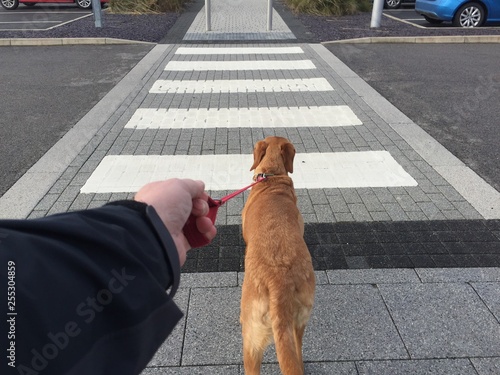 A POV of a pet labrador dog pulling hard on it's owners leash along a zebra or pedestrian crossing in a city or urban environment
