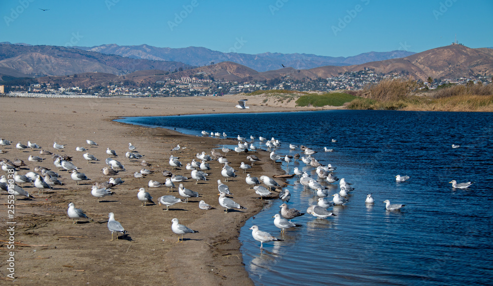 Flock of Seagulls [Laridae] at McGrath state park marsh estuary nature preserve where the Santa Clara river meets the Pacific ocean at the Ventura beach in California United States