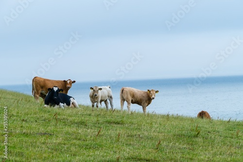 Cow Meadow on Atlantic Coast Kuhweide am Atlantik photo