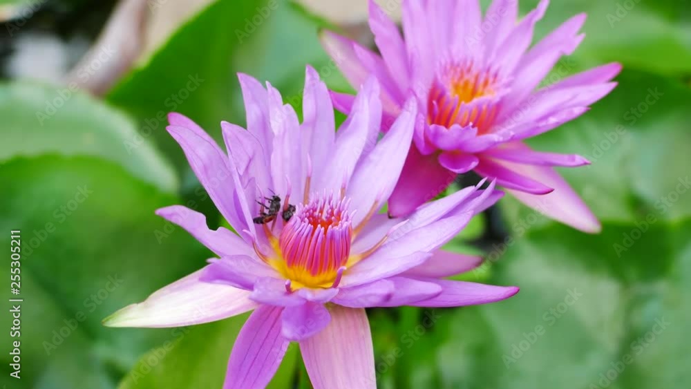 A purple lotus flower and bee. A purple lotus is one of the beautiful flower type. A purple lotus flower and bee. A purple lotus is one of the beautiful flower type.
