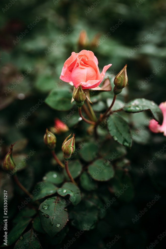 Photo of closeup pink rose with water drops and dark green leaves growing in garden with shallow Depth of Field. Photo of closeup pink rose with water drops and dark green leaves growing in garden with shallow Depth of Field.