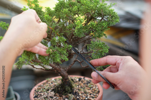 Making of bonsai trees. Handmade accessories wire and scissor bonsai, bonsai tools, stand of bonsai. photo