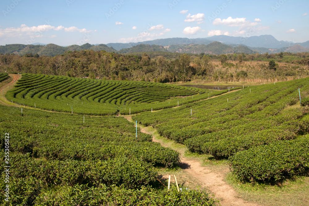 Chiang Rai Thailand, tea plantation with forested hills in background